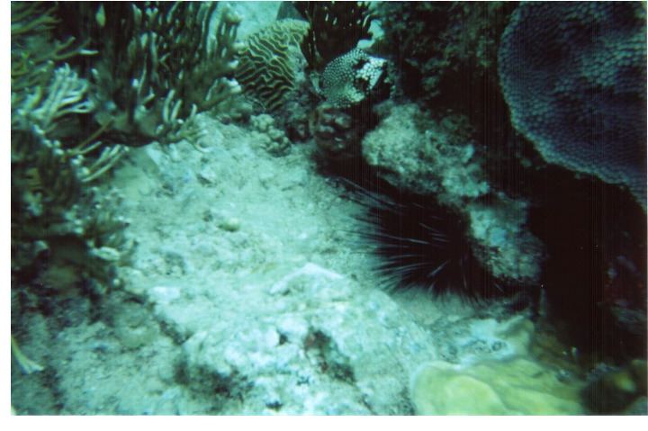 Sea Life