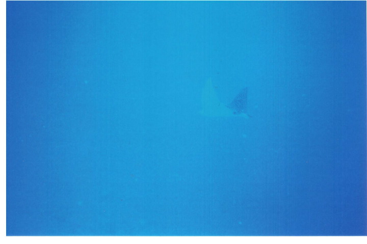 Ray 2