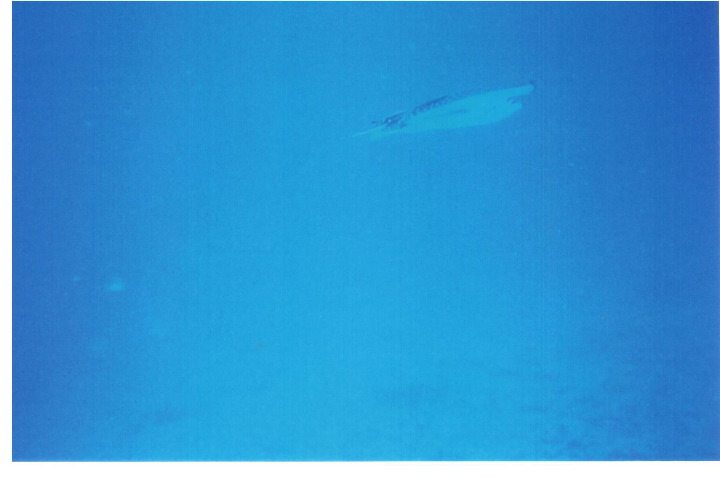 Ray 1