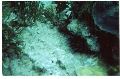 Spotted Trunkfish