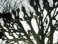 Trees at Villandry