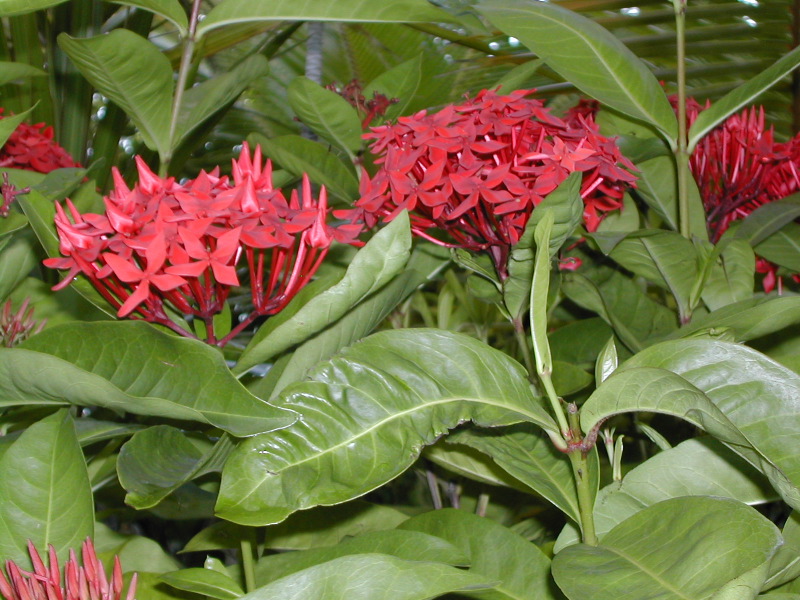 Flora3.JPG
