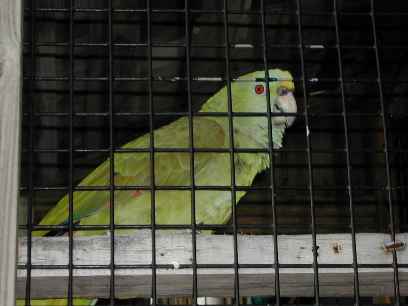 Bar Parrot.JPG