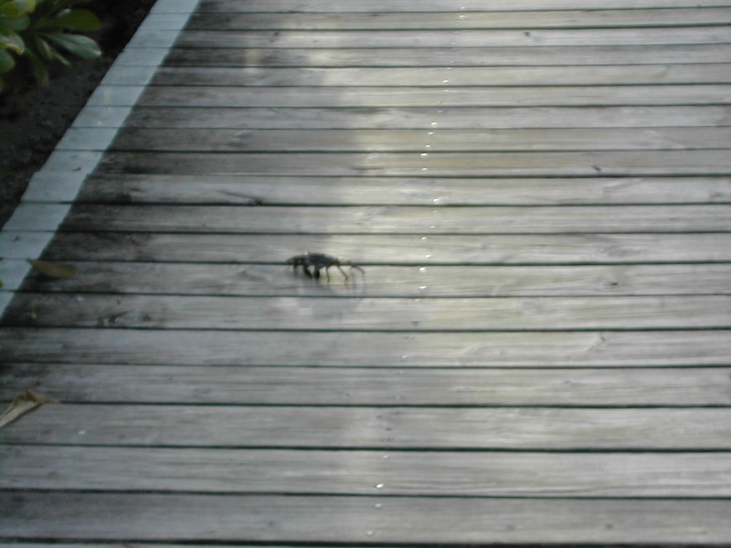 Crab on Deck.JPG