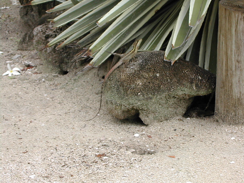 Lizard on Rock.JPG