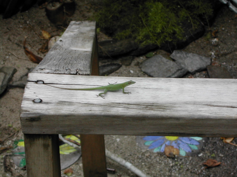 Green Lizard.JPG
