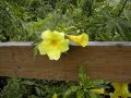 Flora1.JPG