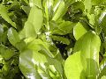Flora4.JPG