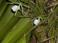 Orchids.JPG