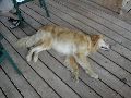 Pancho at Rest.JPG