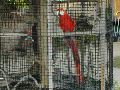 Red Parrot.JPG
