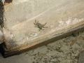 Crab on Wall.JPG