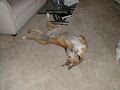 Dignified Dog